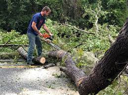 Professional Tree Services in Slayton, MN